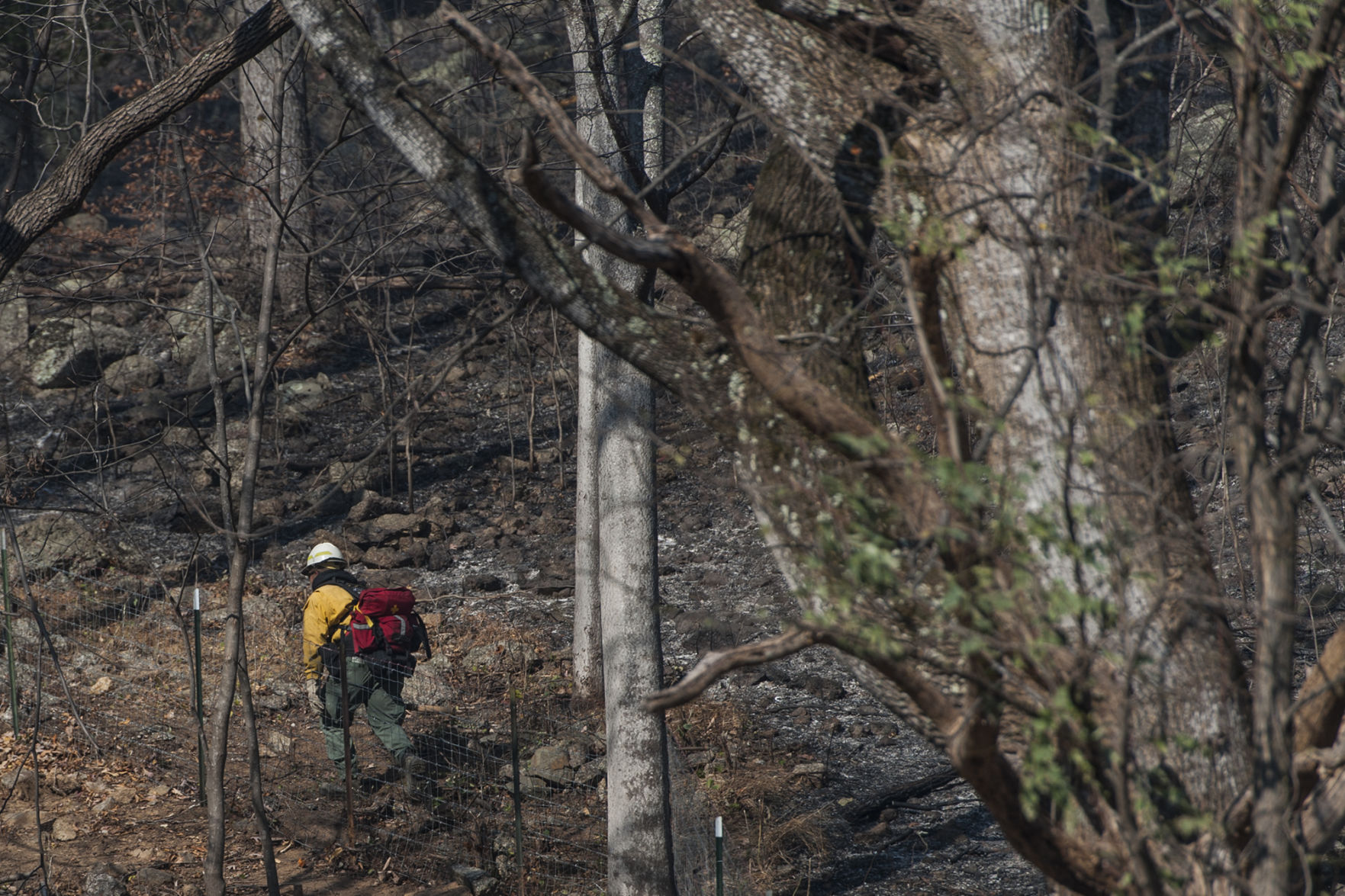 Forest Fire